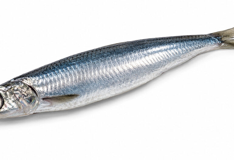 Il pesce azzurro e salute