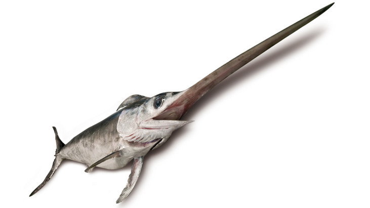 (Italiano) Pesce spada