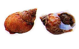 Lumache di mare o maruzzelle