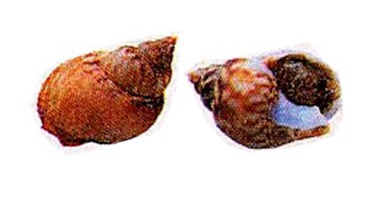 Lumache di mare o maruzzelle