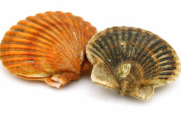 Canestrello