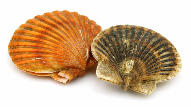 Canestrello