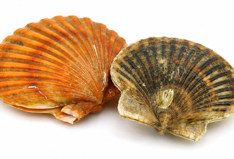 (Italiano) Canestrello