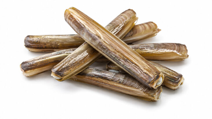 (Italiano) Canolicchi o capelunghe