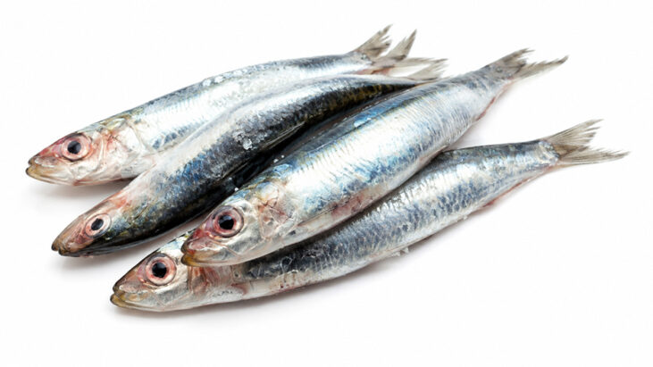 Sardina