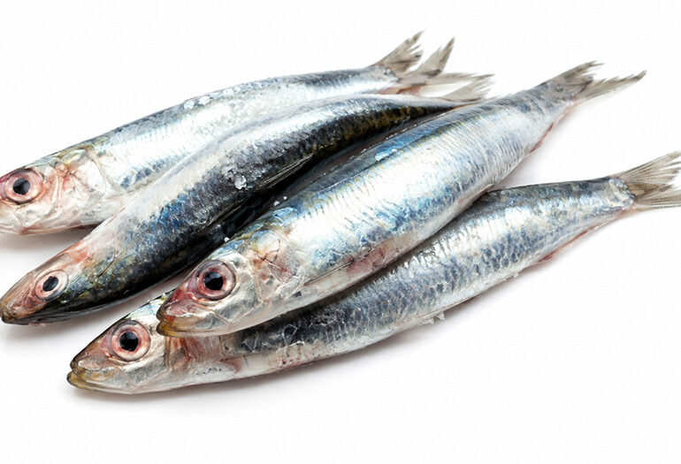 Sardina