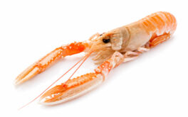 Scampo