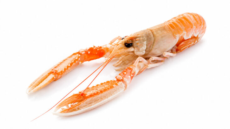 Scampo