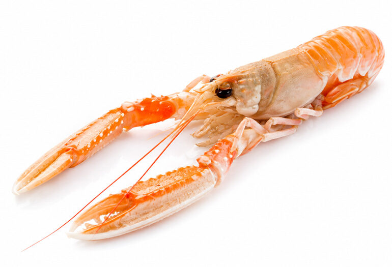 Scampo