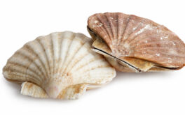 Capasanta
